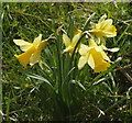 SX8574 : Wild daffodils near the Teign by Derek Harper