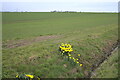 TF0928 : Daffs and a ditch by Bob Harvey