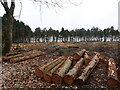 TG3131 : Forestry operations Timber waiting to be carted by David Pashley