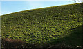 SX8957 : Cattle pasture, Broadsands by Derek Harper