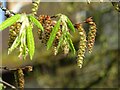 SO8832 : Hornbeam catkins by Philip Halling