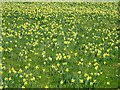 SO6730 : Field of wild daffodils by Philip Halling