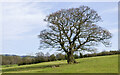 NZ0836 : Lone tree in field by Trevor Littlewood