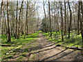 SU9486 : Permissive path with spring leaves, Egypt Woods by David Hawgood