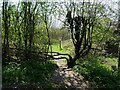 SK2821 : Entrance to Consortium Wood by Ian Calderwood