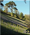 SX8950 : Bluebells above Mill Bay Cove by Derek Harper