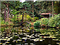 SJ7481 : Shinto Shrine and Almond-eye Bridge, Tatton Park Japanese Garden by David Dixon