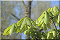 TF0919 : Horse Chestnut spike by Bob Harvey