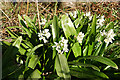 NJ4161 : Pyrenean Squill (Scilla lilio-hyacinthus) by Anne Burgess