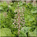 SK6846 : Common Butterbur - Petasites hybridus  2 by Alan Murray-Rust