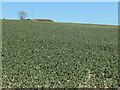 TA0478 : Oilseed rape, Flixton Wold by Christine Johnstone