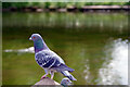 SP4079 : Feral pigeons at Coombe Abbey by Stephen McKay