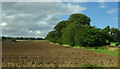  : Field and strip woodland, Careston by JThomas