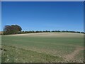 SE9468 : Chalky field at the south end of South Plantation by Christine Johnstone