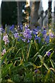 TM3865 : Bluebells, Kelsale churchyard by Christopher Hilton