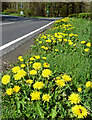 NS3004 : A host of golden dandelions by Mary and Angus Hogg