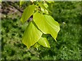 SO7744 : Lime tree leaves by Philip Halling