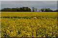 TM2773 : View across oilseed rape field from near Lime Tree Farm by Christopher Hilton