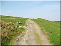 SD2785 : The Cumbria Way above Low Stennerley by Adrian Taylor