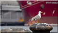 J3576 : Herring gull, Belfast by Rossographer