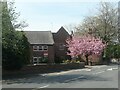 SE3321 : Blossom time at Grove Hall, Wakefield by Christine Johnstone