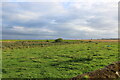 NO7255 : Westerly part of the mill pond at Chapel Mill, Usan, Angus by Adrian Diack