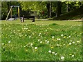 NS5574 : Lots of dandelions by Richard Sutcliffe