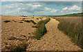 SY5286 : Coast path near West Bexington by Derek Harper