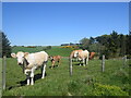 NJ9348 : Cows by the path... by Bill Harrison