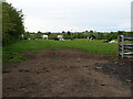 NS4039 : Cattle off the B751 near Wyndford Cottages by JThomas