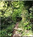 SP5077 : Brownsover Hall Hotel - Path into garden by Rob Farrow