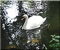 SP5077 : Mute Swan (Cygnus olor) on Brownsover Arm by Rob Farrow