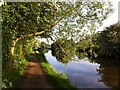 SP3685 : Coventry Canal looking southwards, with overhanging willow by A J Paxton