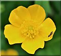 TQ7818 : Small gold moth (Micropterix calthella) on creeping buttercup flower by Patrick Roper