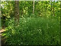 TF0820 : Grasses and Cow Parsley by Bob Harvey