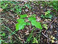 TF0820 : A Field Maple sapling by Bob Harvey