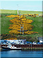 ND4494 : Swathe of gorse leading to the old farmstead of Knockdry by Mick Garratt