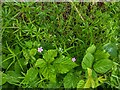 TF0820 : Geranium robertianum by Bob Harvey