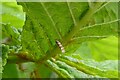 SO7742 : Horse-chestnut leaf miner moth by Philip Halling