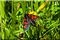 TQ1751 : Narrow-bordered Five-spot Burnet (Zygaena lonicerae) by Ian Capper