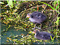 SD7807 : Juvenile Coots on the Manchester, Bolton and Bury Canal at Radcliffe by David Dixon