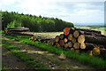 NJ4158 : Log Piles by Anne Burgess