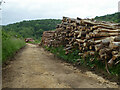 SO8101 : Forestry work in Woodchester Park by Chris Allen