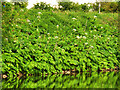 SD7909 : Giant Hogweed on the bank of the Irwell at Warth by David Dixon