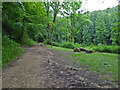 SO8001 : Path in Woodchester Park by Chris Allen