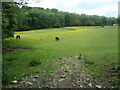 SD4078 : Horses in a buttercup paddock by Christine Johnstone