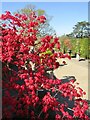 TQ0658 : Wisley - Bonsai by Colin Smith