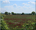 TF6934 : Clover field by Fring Road by Hugh Venables