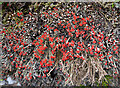 NJ4648 : British Soldier Lichen (Cladonia cristatella) by Anne Burgess