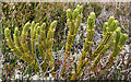 NJ4749 : Fir Clubmoss (Huperzia selago) by Anne Burgess